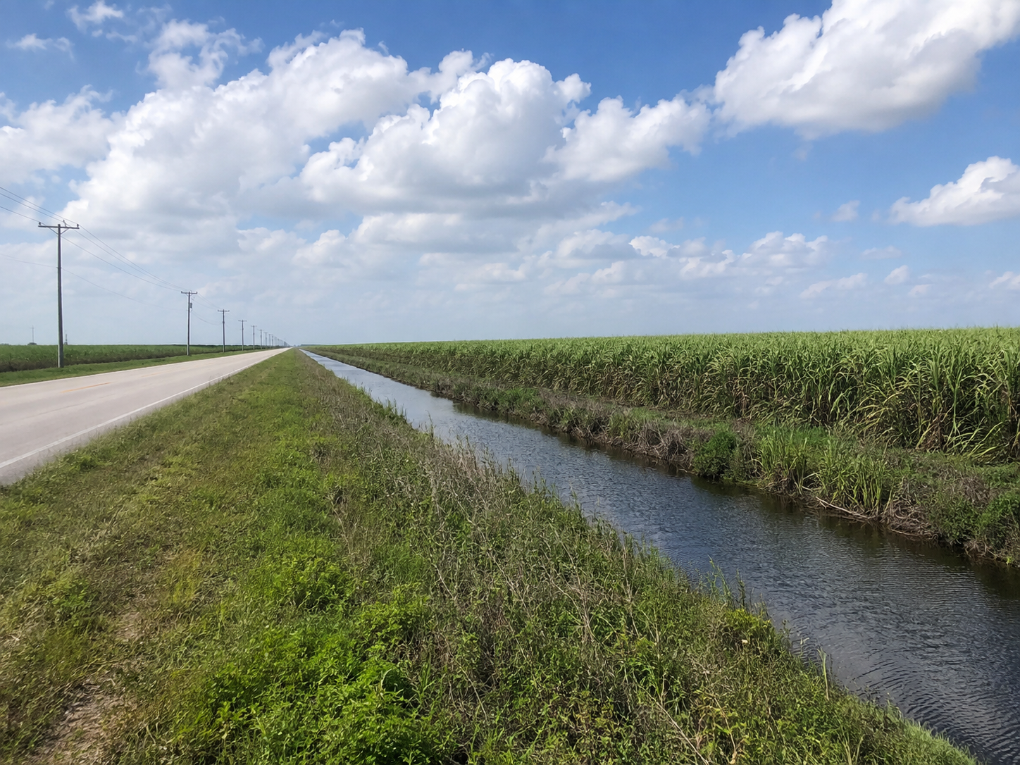 Sugar cane fields and agricultural landscape near Belle Glade South Bay and Pahokee Florida