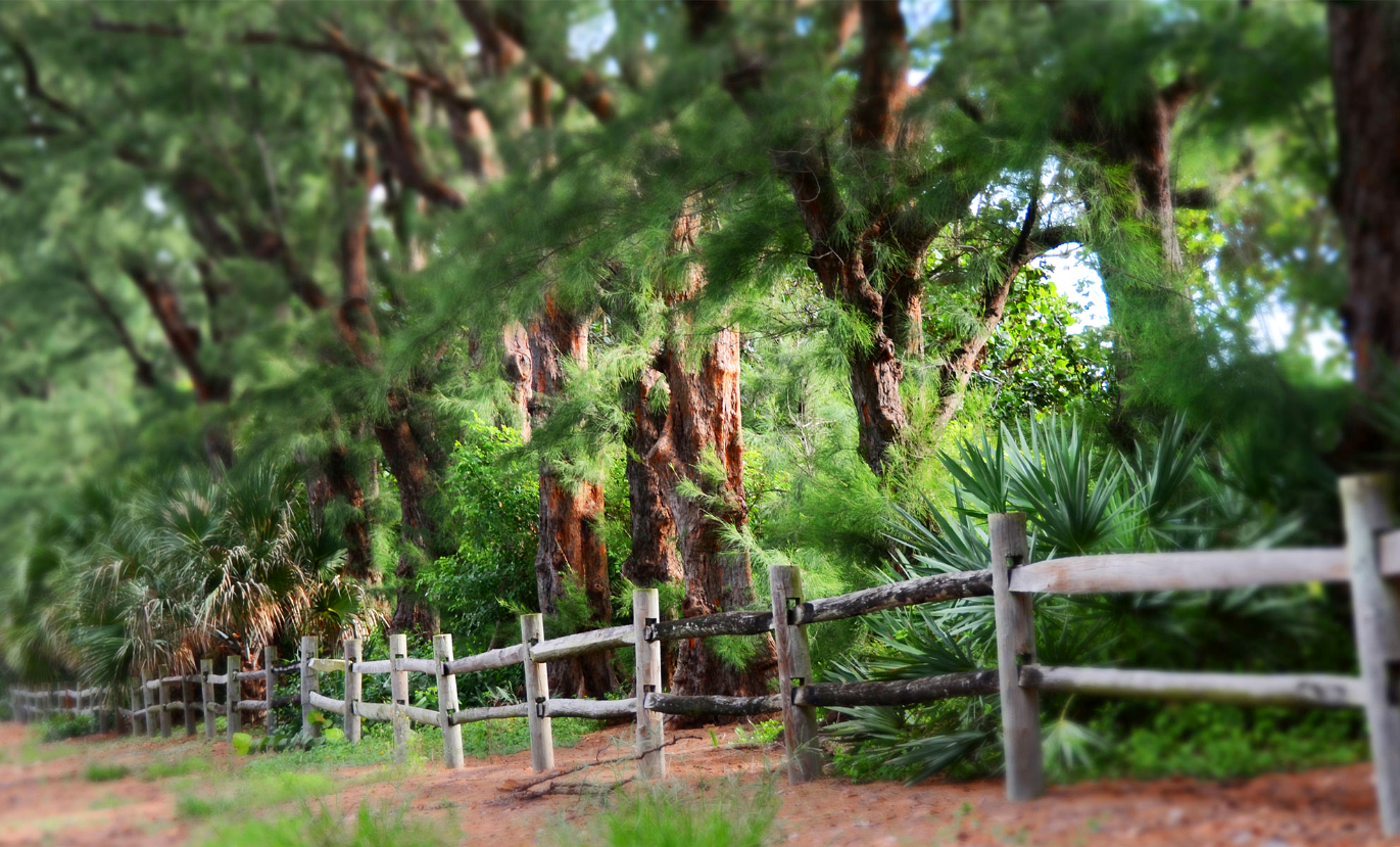 Australian Pine canopy and residential streets in Gulf Stream Florida
